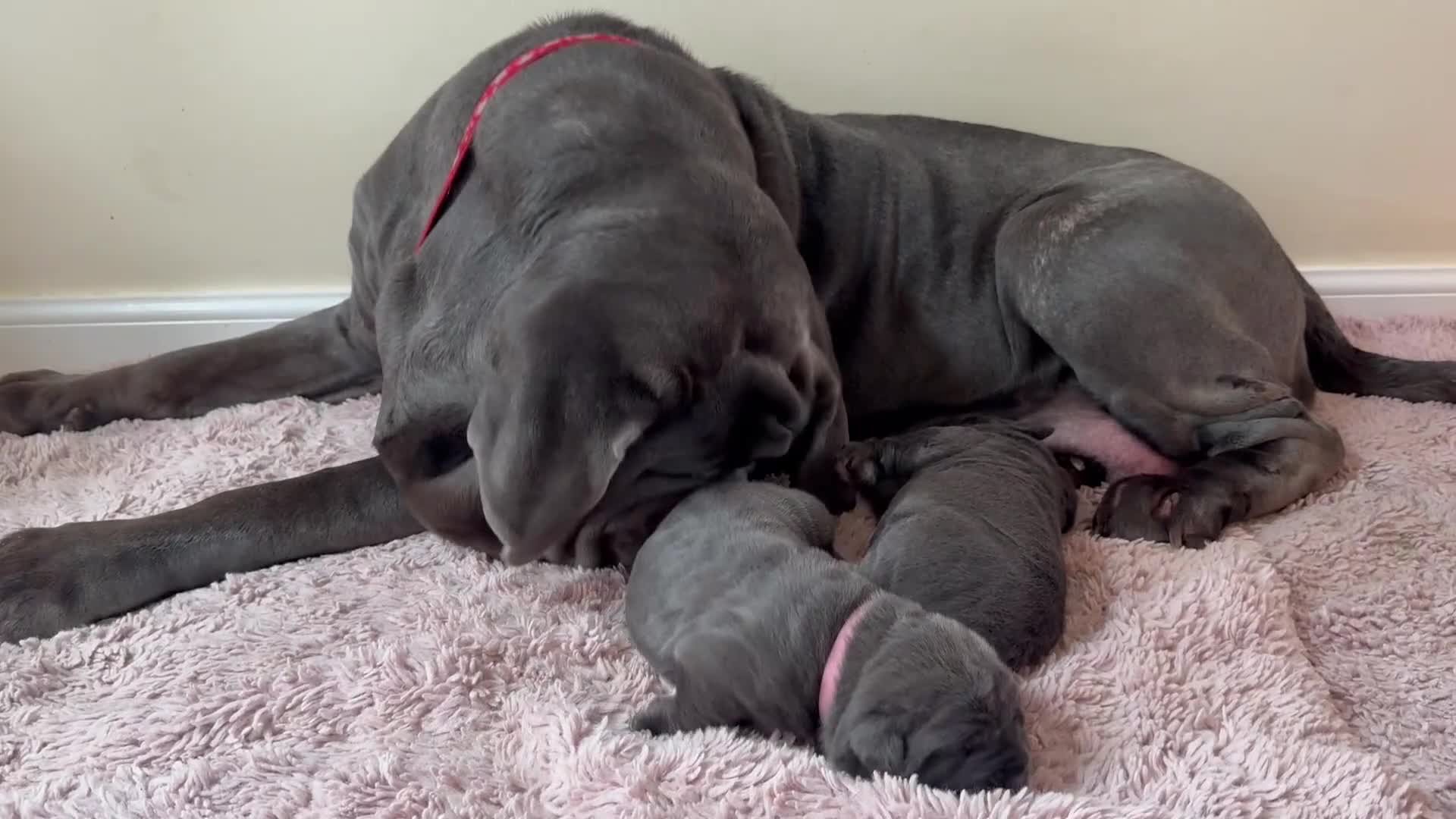 Neapolitan Mastiff dogs for sale: 2 Neapolitan mastiff puppies  - Video 2