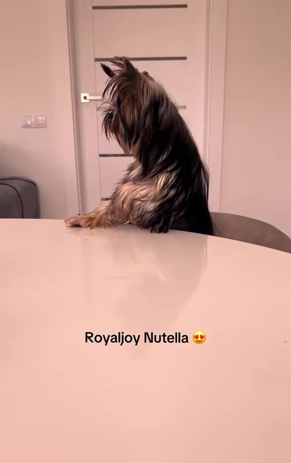 Yorkshire Terrier dogs for sale: Adorable KC reg: girl 💕 - Video 1