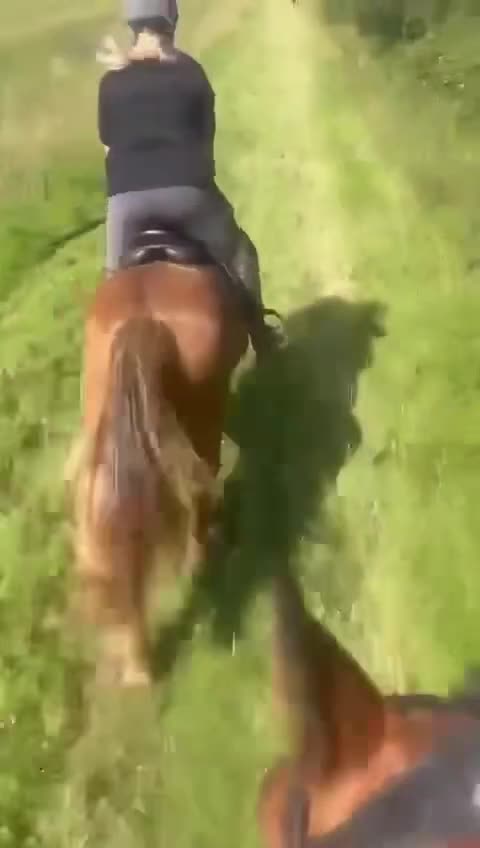 Welsh Section D horses for sale: Welsh Section D gelding Valentino (Tino) in Hereford - Video 3