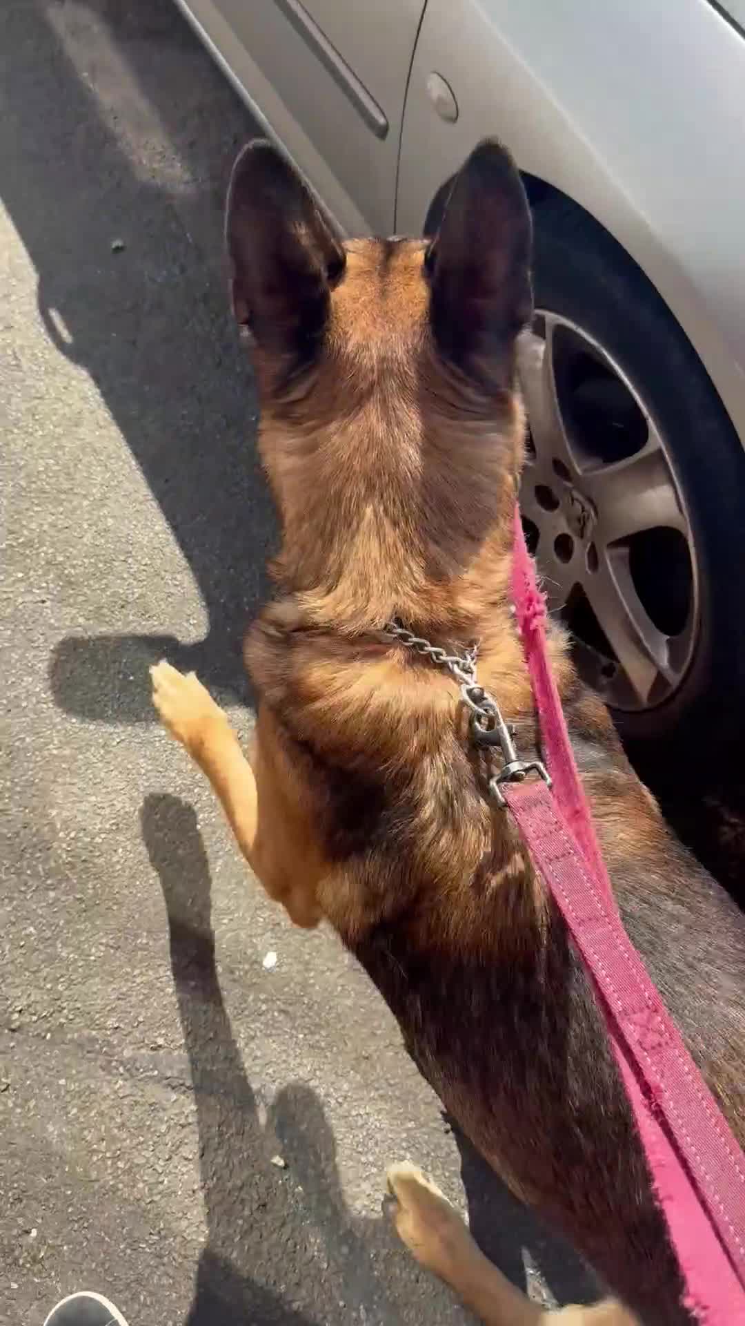 Mixed Breed dogs for sale: German shepherd  - Video 3