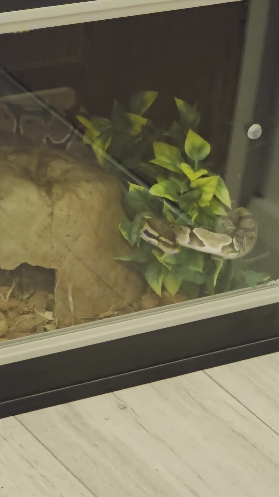 Python Snake reptiles for sale: Ball python plus 1 month old vaverium - Video 2