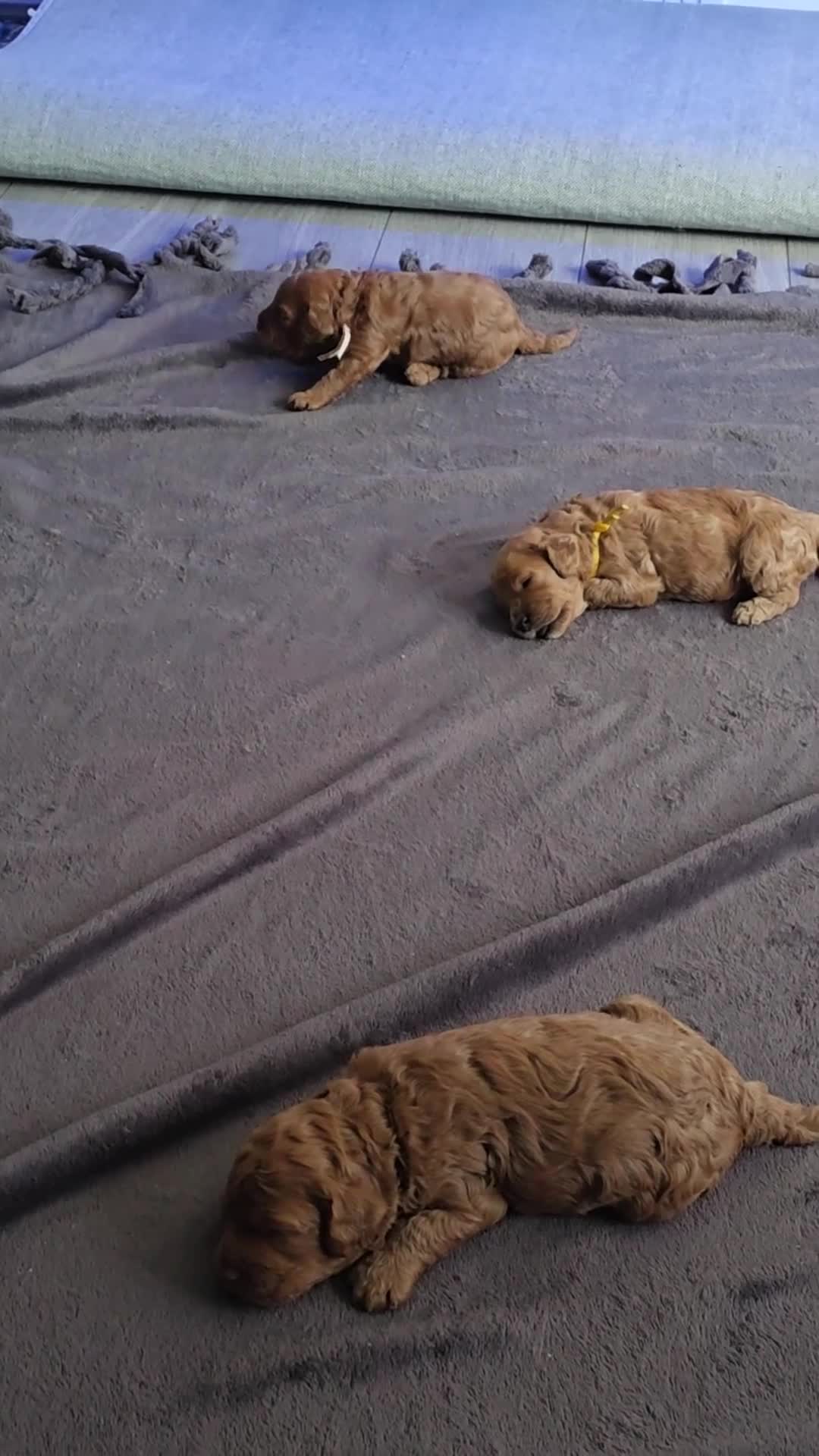 Cavapoo dogs for sale: 5 Gorgeous Cavapoo Puppies  - Video 2