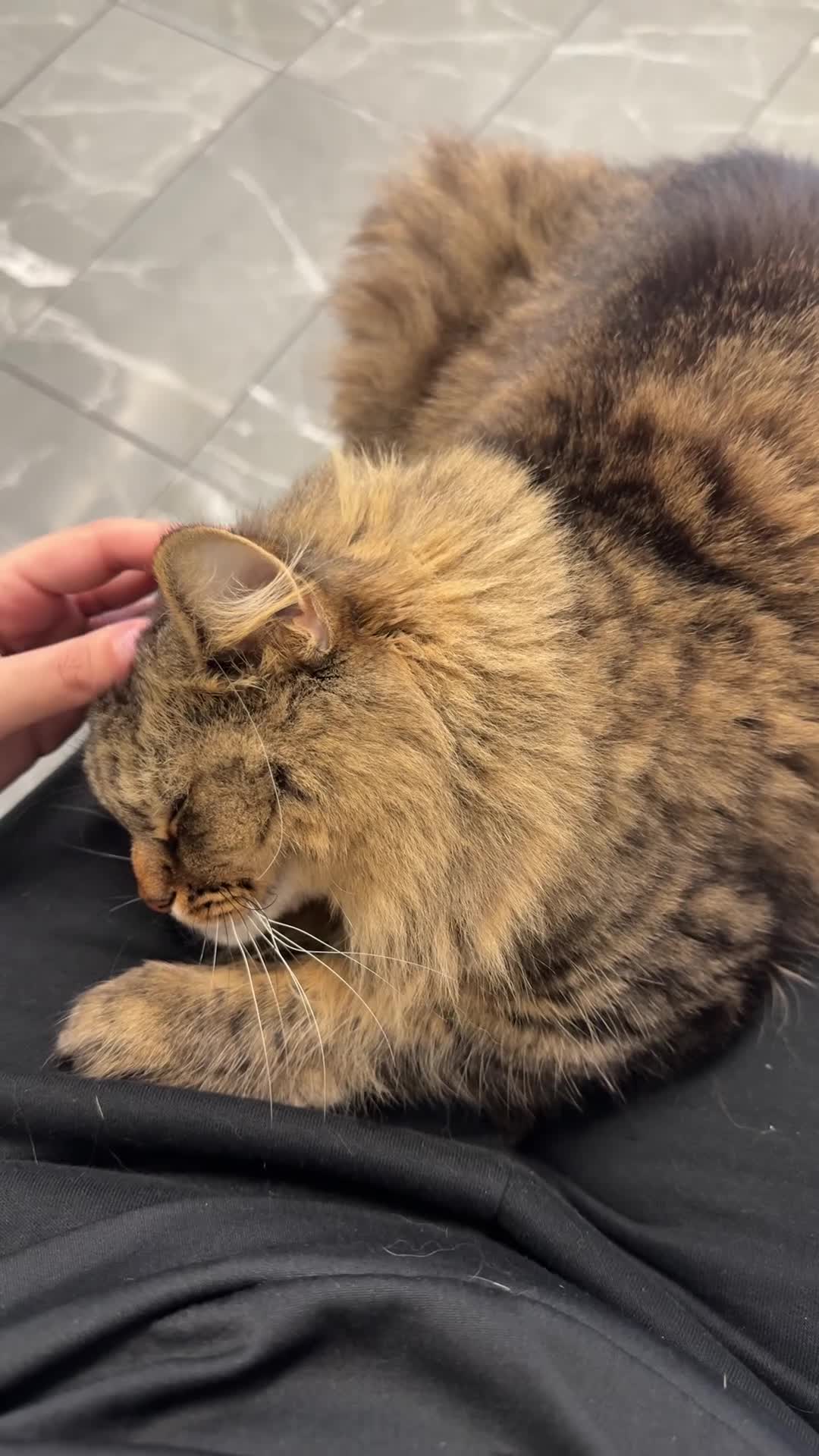Mixed Breed cats for sale: Beautiful Longhaired Tabby Cat Looking for a Home - Video 1
