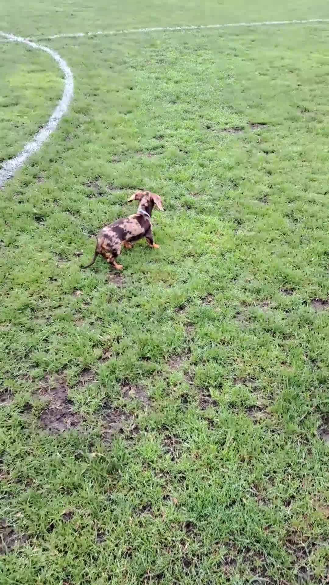 Dachshund dogs for sale: Beautiful dachshund rehoming  - Video 1