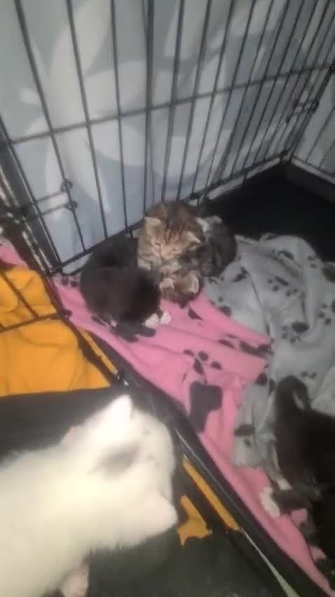 Mixed Breed cats for sale: 5 beautiful mixed breed kittens for sale. - Video 4