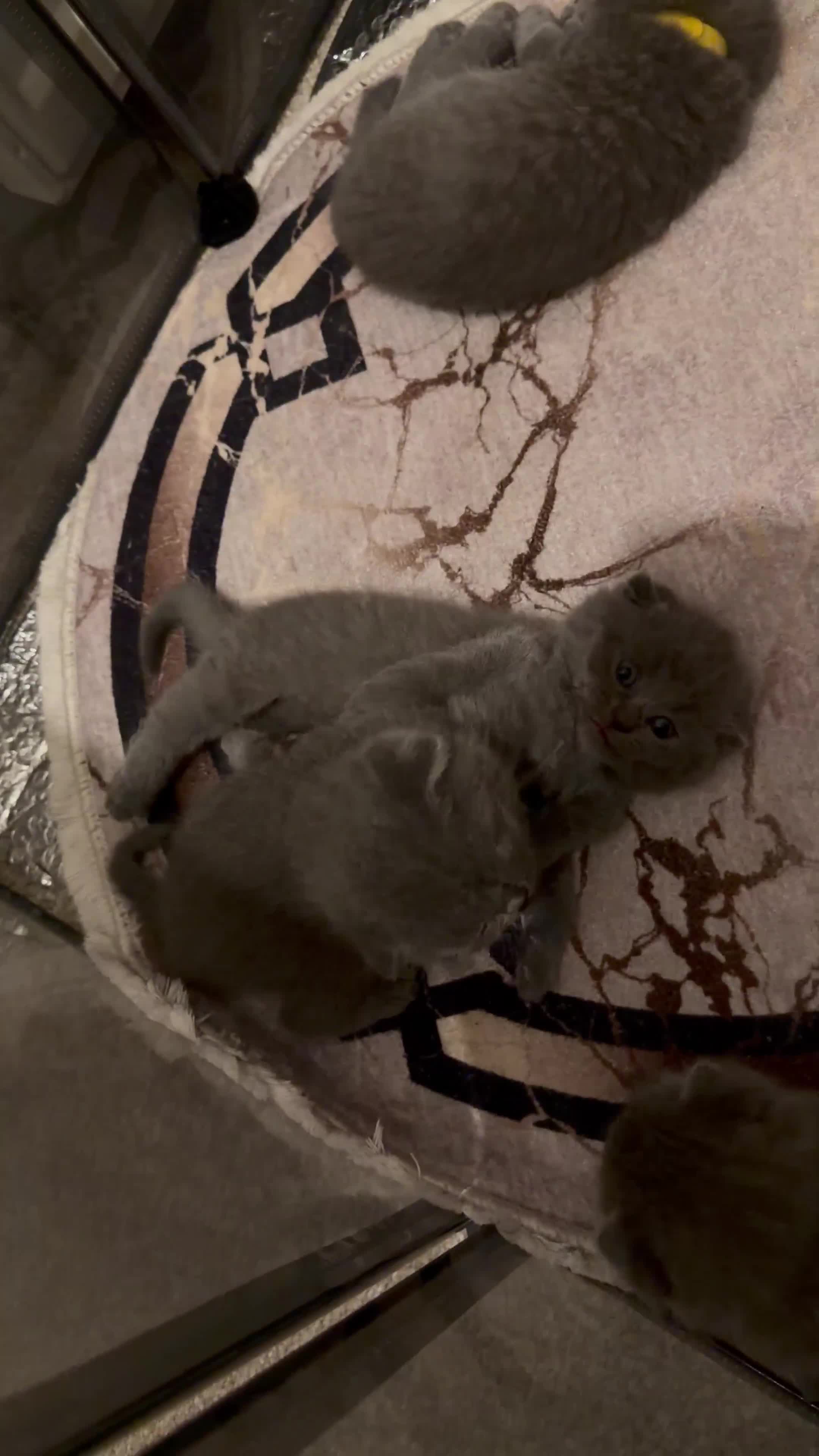 Scottish Fold cats for sale: 🐾 Beautiful Scottish Fold Kittens Available Soon  - Video 1