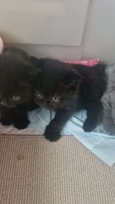 British Shorthair cats for sale: Beautiful Black BSH Kittens £995 GCCF ready 18/9 - Video 3