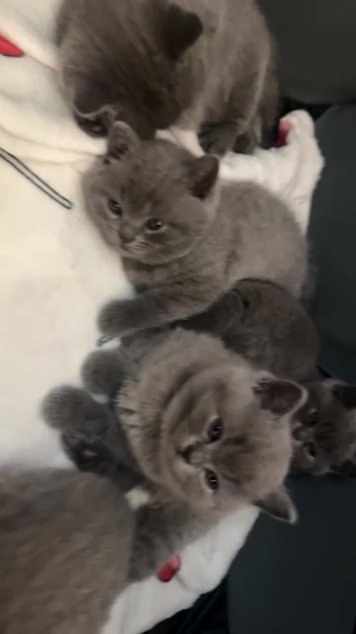 British Shorthair cats for sale: British shorthair X Russian blue viewing welcome  in London - Video 4