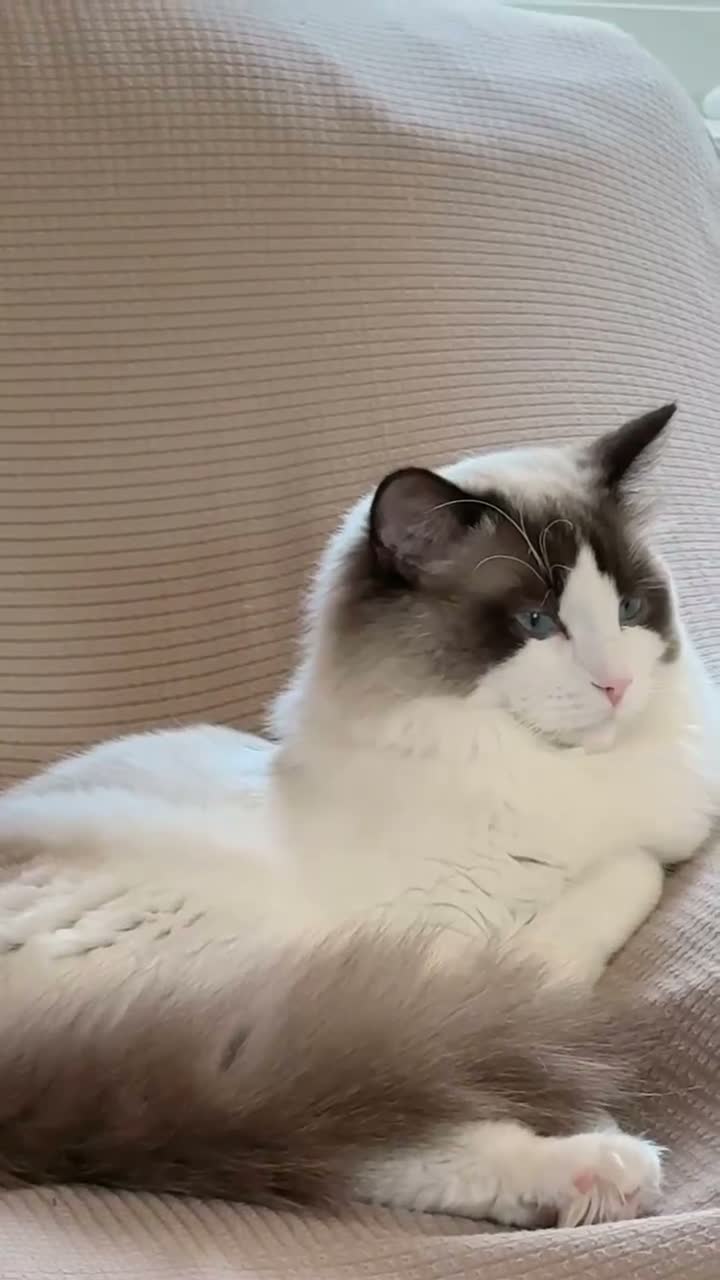 Ragdoll cats for sale: Beautiful Male Ragdoll - Video 1