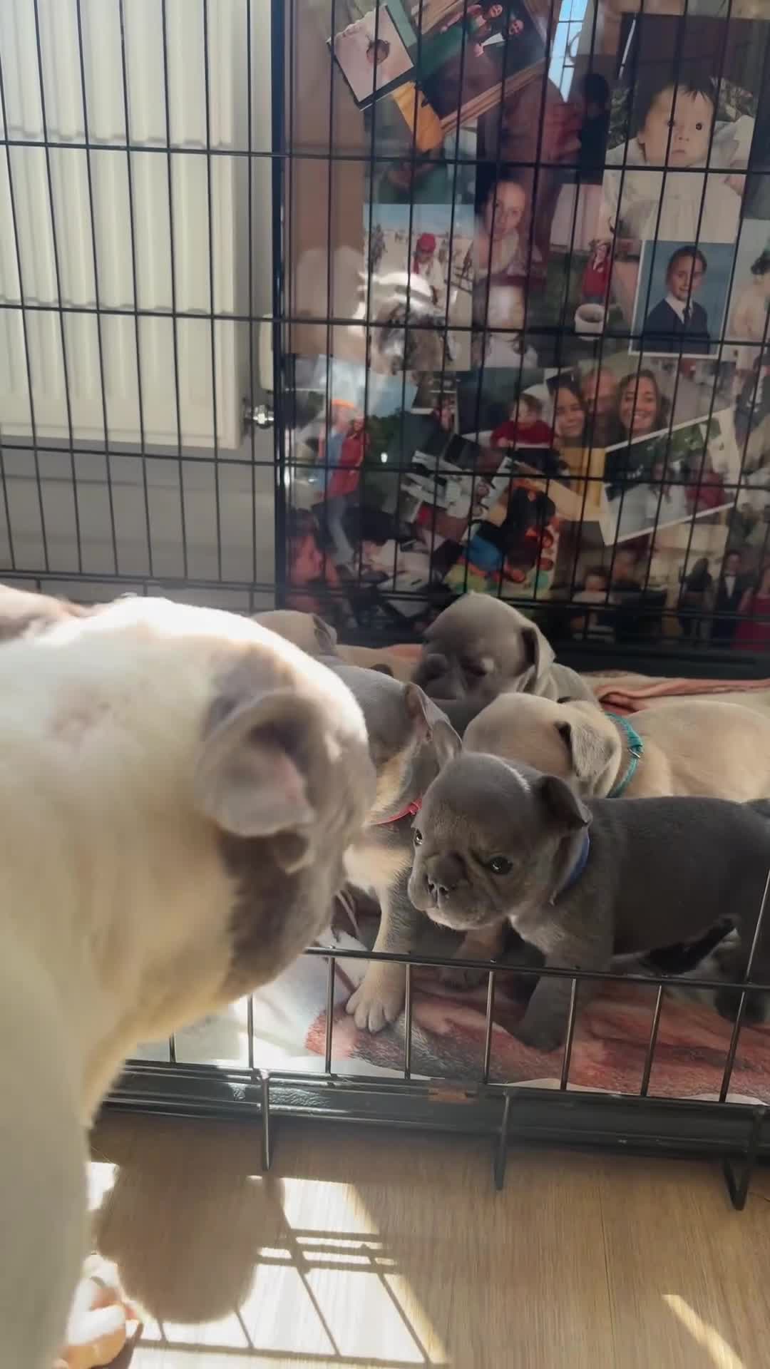 French Bulldog dogs for sale: open to offers for the right home for our babies - Video 3