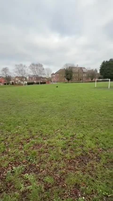 Cocker Spaniel dogs for sale: 2 year old working cocker spaniel - Video 1