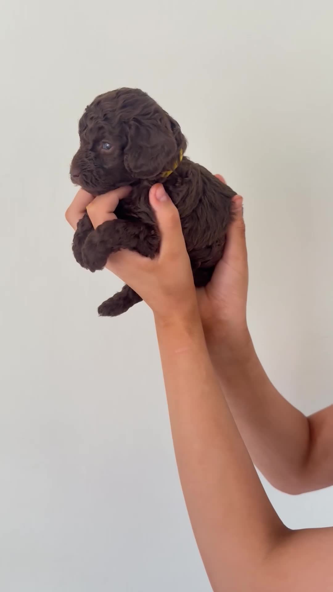 Cockapoo dogs for sale: Beautiful Cockapoos Merle/Chocolate in Buxton - Video 3