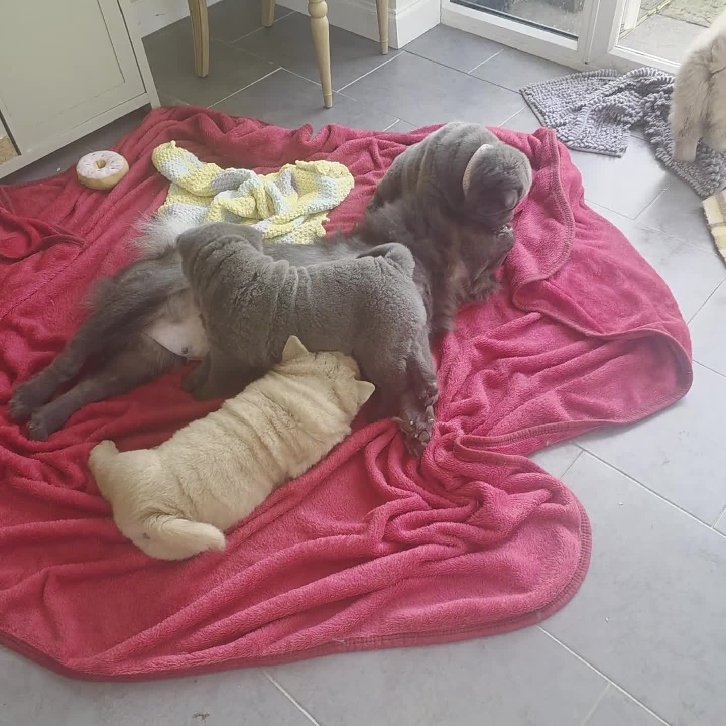 Chow Chow dogs for sale: 1 blue smooth girl left - Video 1