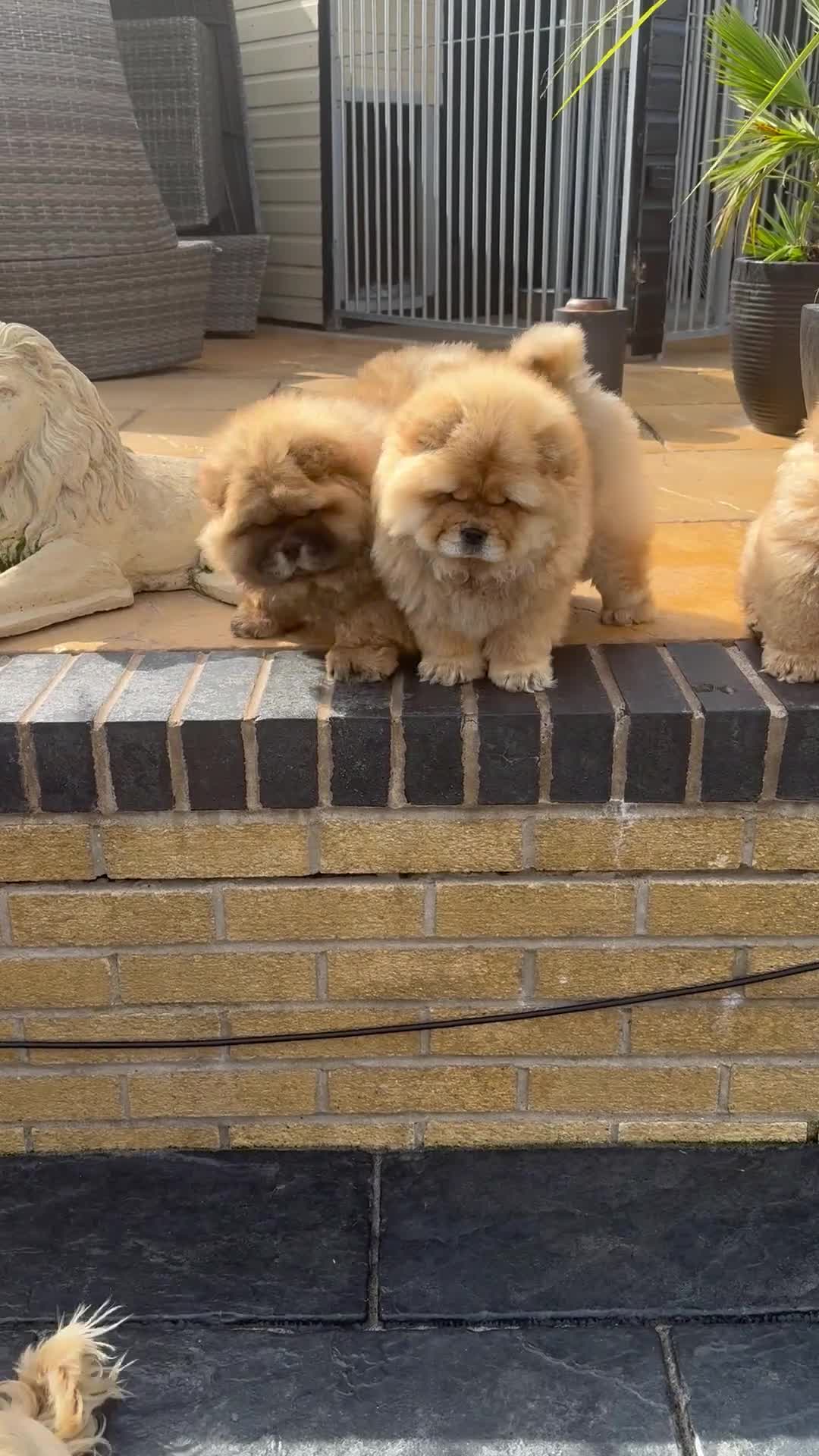 Chow Chow dogs for sale: MALE CHOW CHOW REAVAILABLE  - Video 4