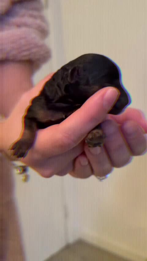 Toy Poodle dogs for sale: Beautiful Red & Phantom Toy Poodle's! KCregistered - Video 3