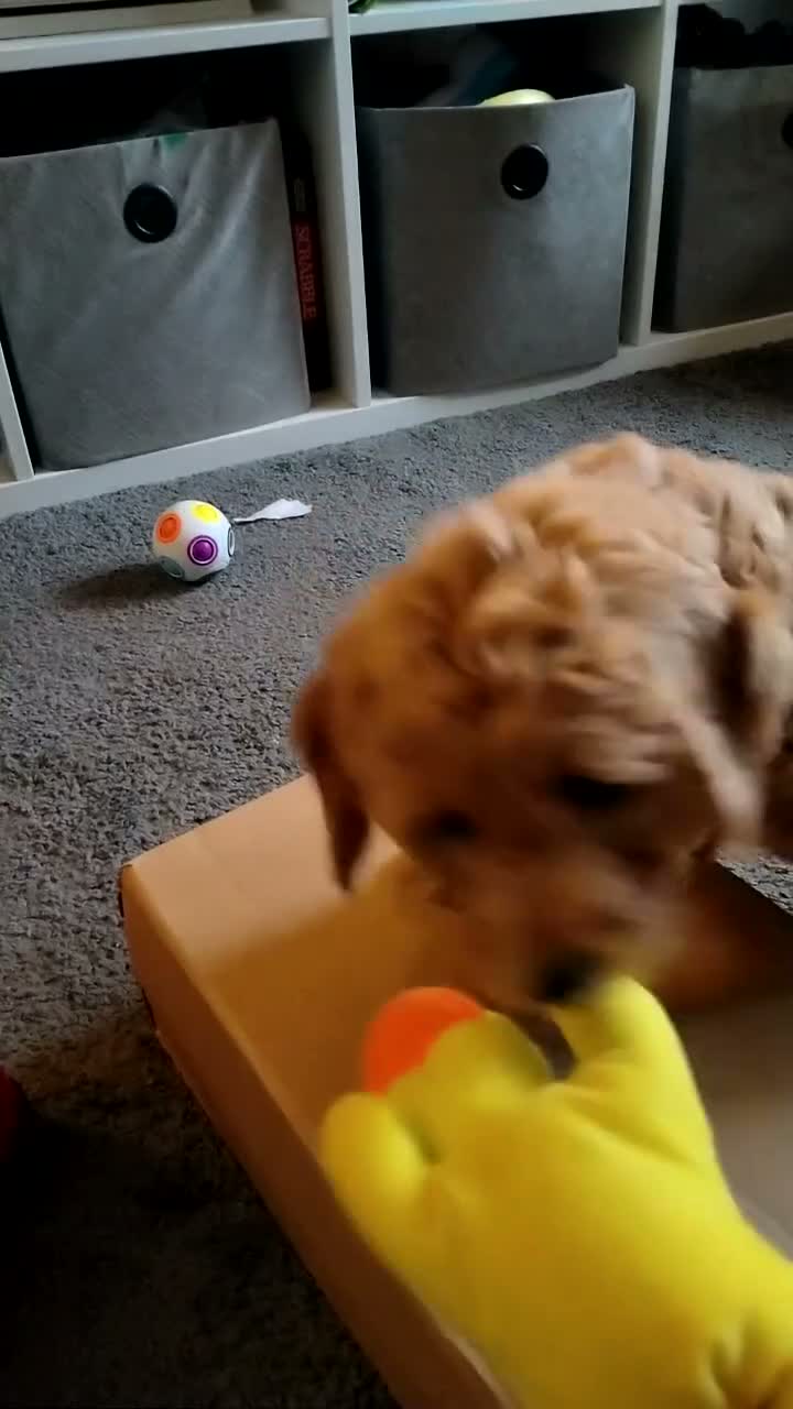 Goldendoodle dogs for sale: F1B Golden doodle Puppies  - Video 1