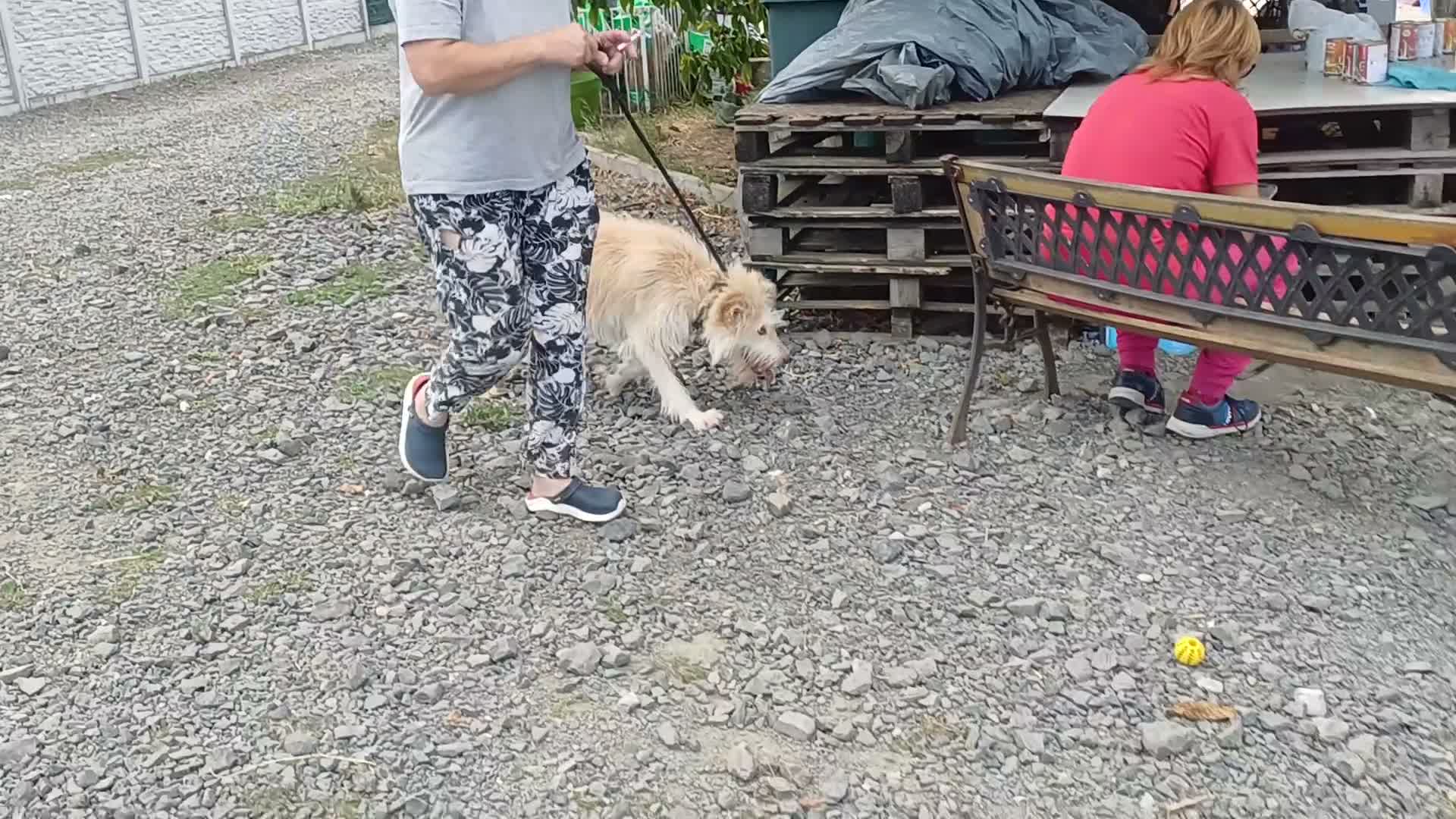 Mixed Breed dogs for adoption: 🐾💛 EMILY – A GENTLE SOUL FOR A LOVING HOME 💛🏡 - Video 2