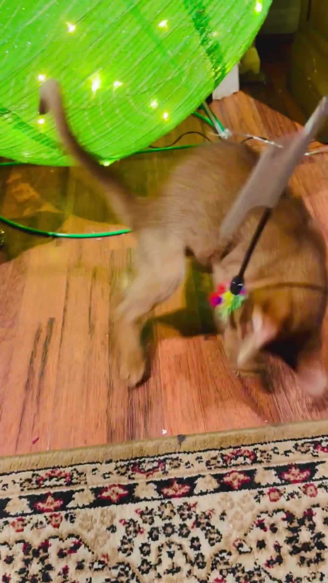 Abyssinian cats for sale: Outstanding Boy❤️ 🏆🥇🏵️Top Quality Champion ln  - Video 1