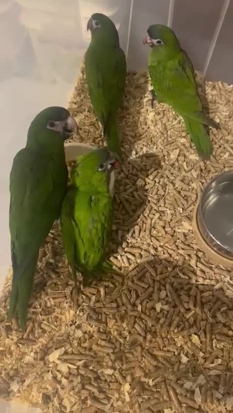 Parrots birds for sale: I have Gorgeous babys hahns macaws for sale  - Video 1