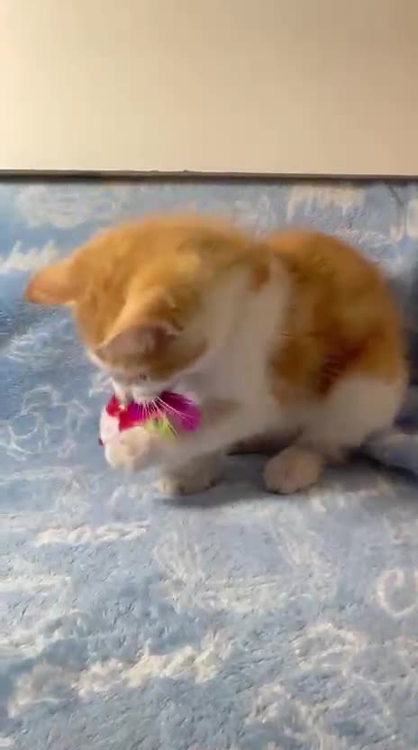 Mixed Breed cats for sale: 3 Lovely Kittens - Video 1