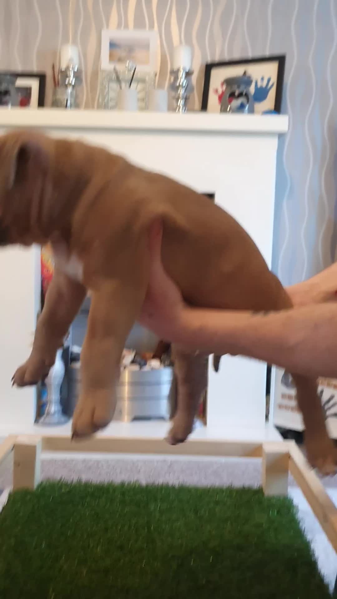 American Bully dogs for sale: ABKC American bully (pockets)  in Ballymena - Video 2