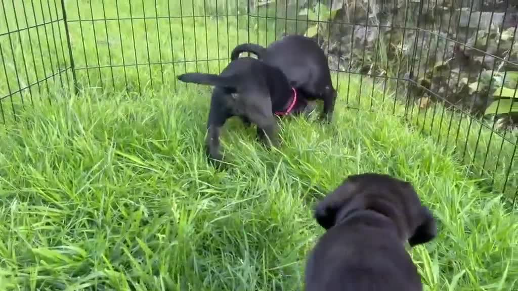 Labrador Retriever dogs for sale: Outstanding Labrador Puppies–Exceptional Pedigree - Video 2