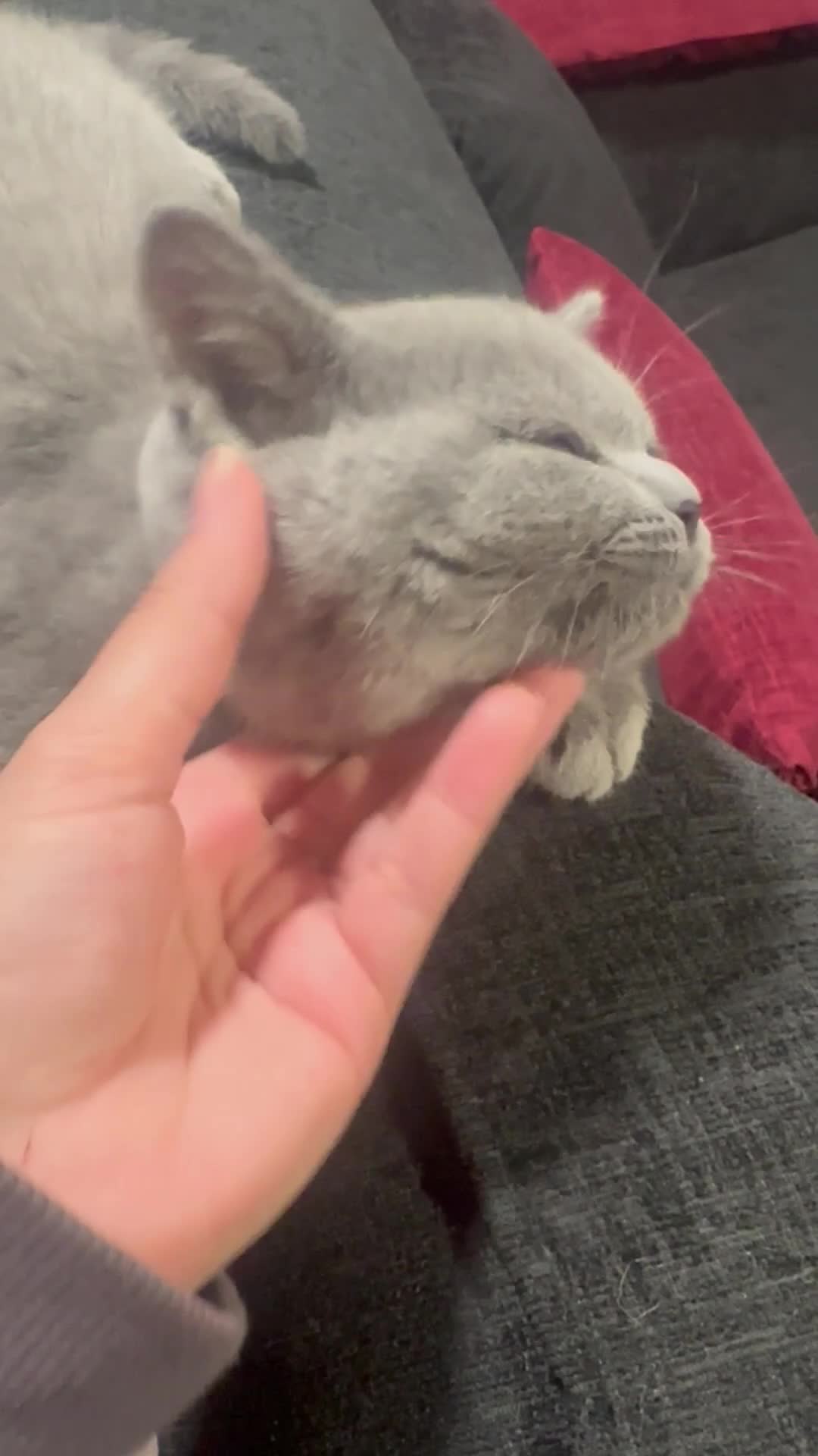 British Shorthair cats for sale: GCCF British Shorthair - Blue 1 LEFT - Video 1