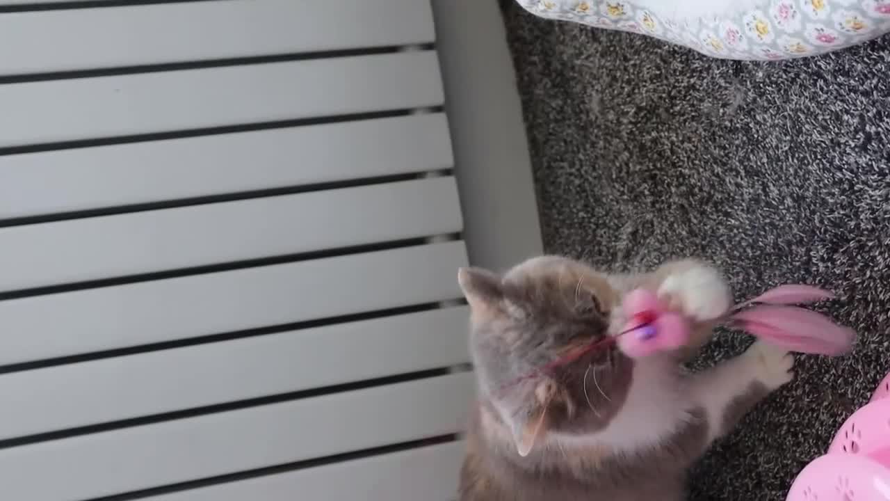 British Shorthair cats for sale: Chocolate Champion bloodline BSH - Video 1