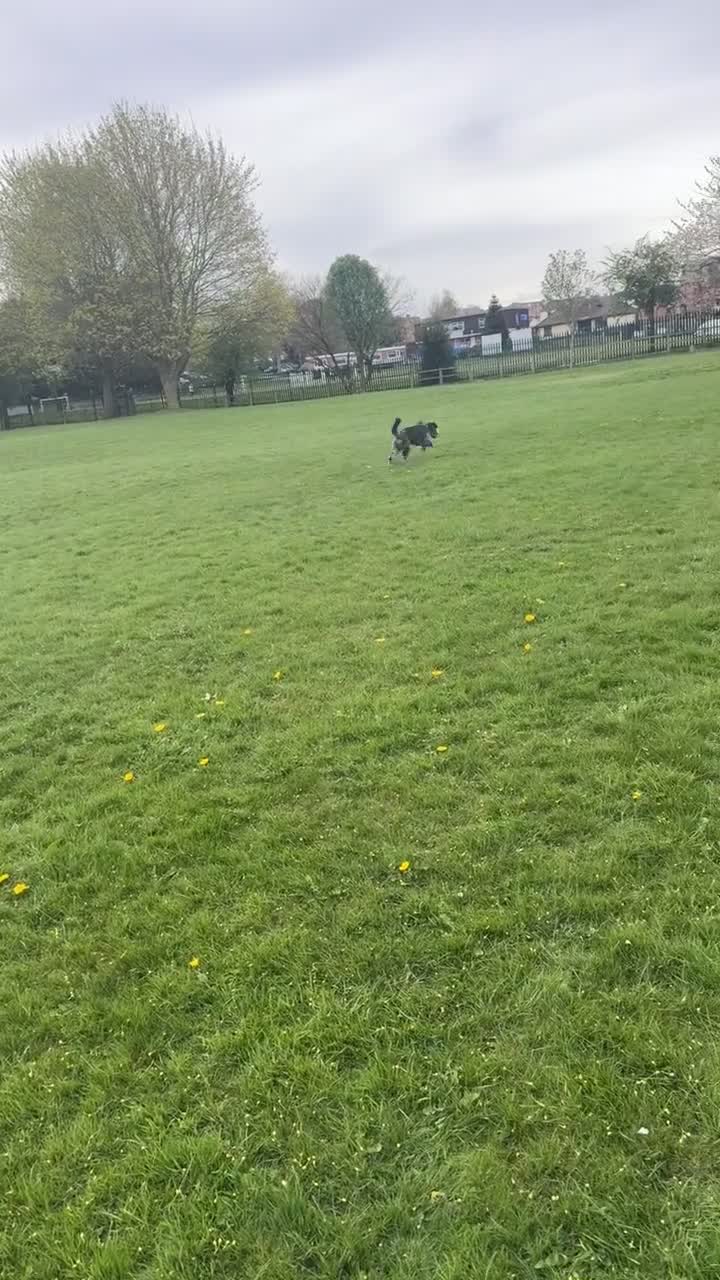 Cockapoo dogs for stud: F2 Merle cockapoo for stud - Video 1