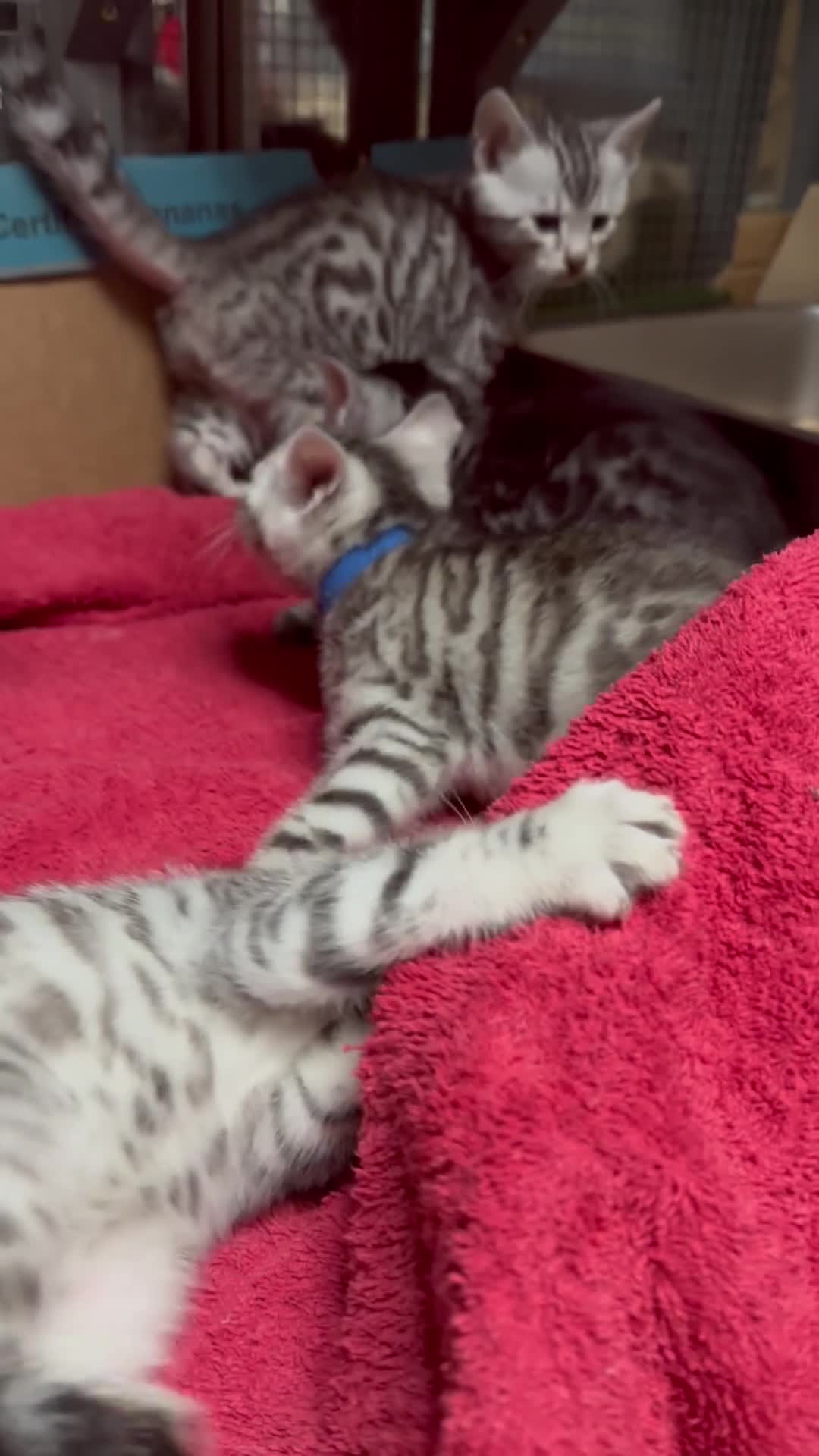 Bengal cats for sale: ✨ Bengal Kittens – Pet Homes (TICA Registerable) in Bournemouth - Video 2