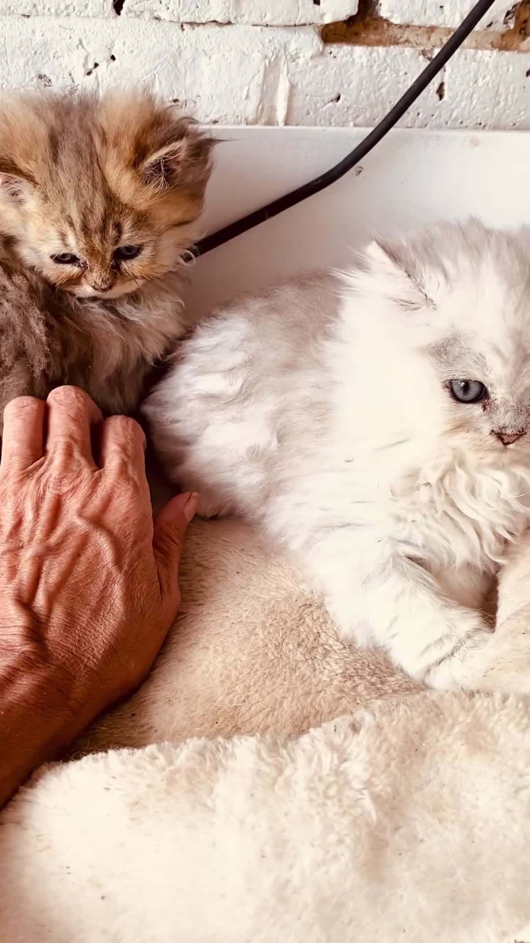 Persian cats for sale: Persian Pedigree Pkd/FELV Clear kittens - Video 1