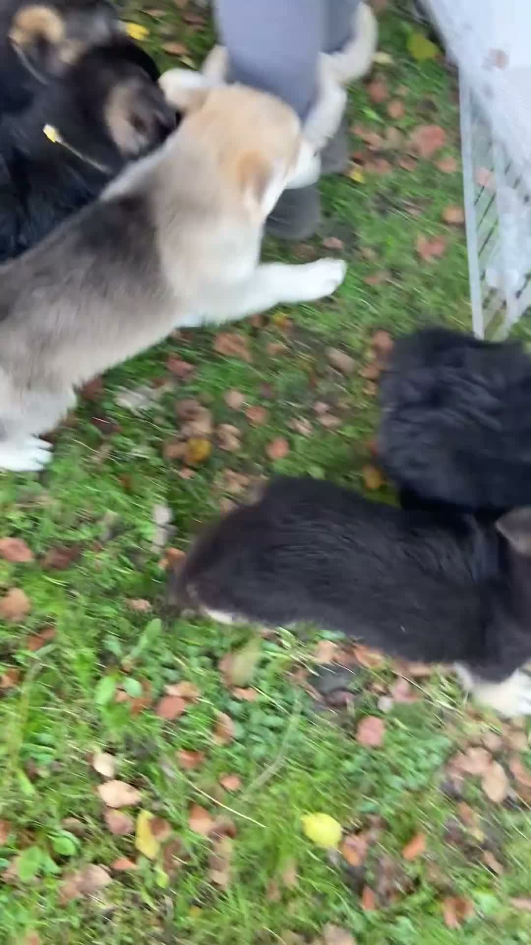 German Shepherd dogs for sale: Strong beautiful playful puppies  - Video 1