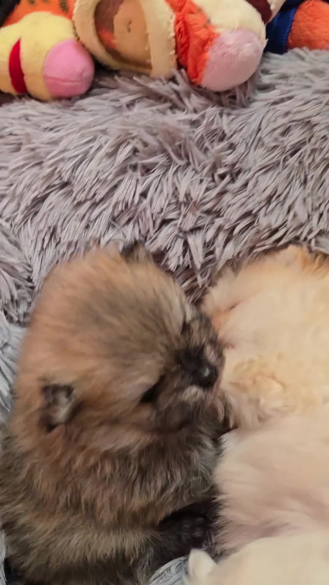 Pomeranian dogs for sale: GEORGEUS LOVELY POMERANIAN PUPPY'S 🐶07587756229🐶 - Video 3