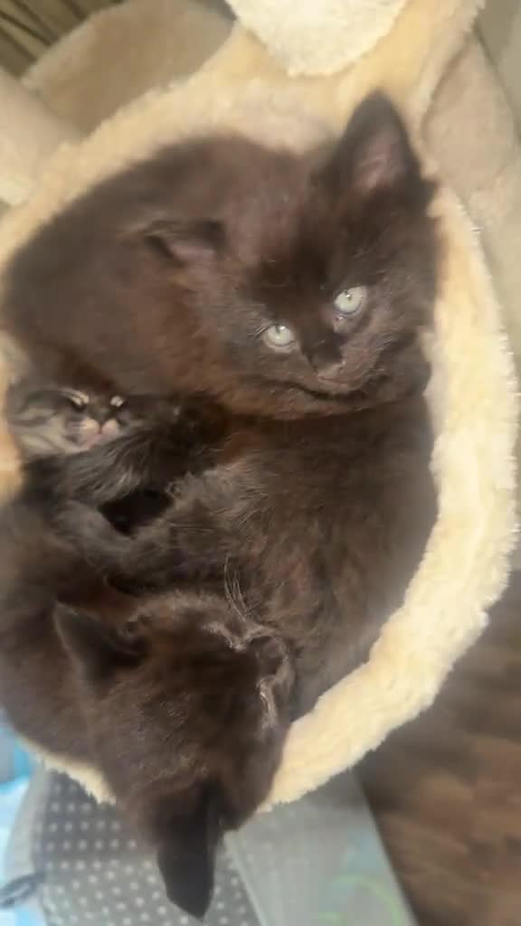 Mixed Breed cats for sale: Maincoon x tabby kittens 2 available  - Video 3