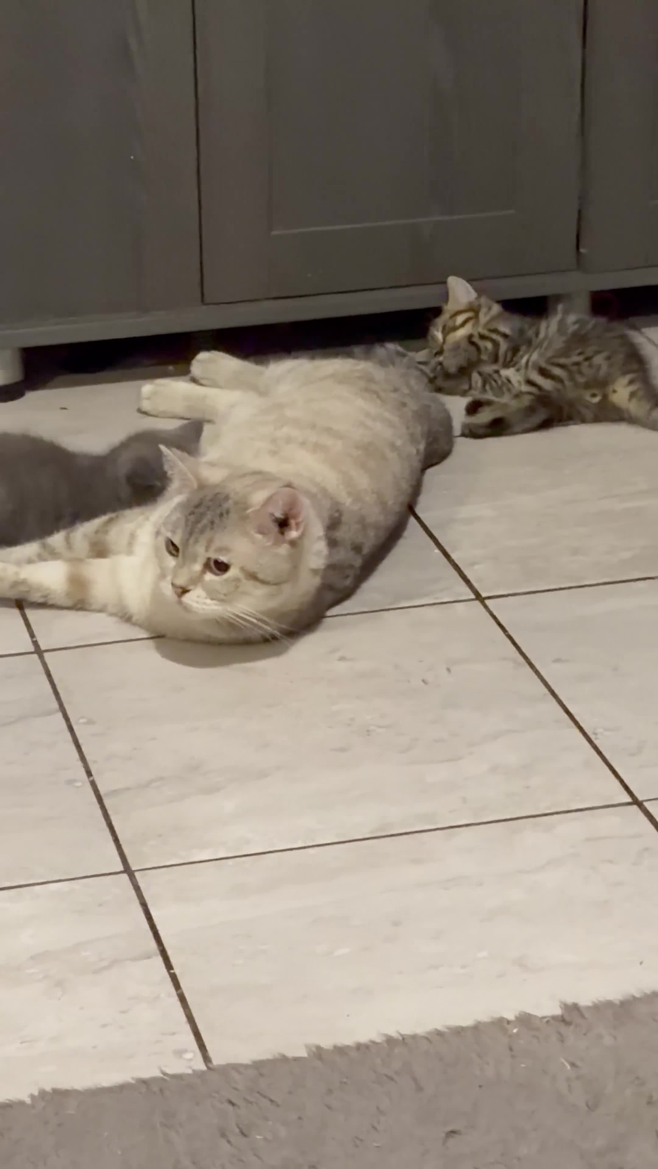 British Shorthair cats for sale: THREE BRITISH SHORTHAIR KITTENS  - Video 2