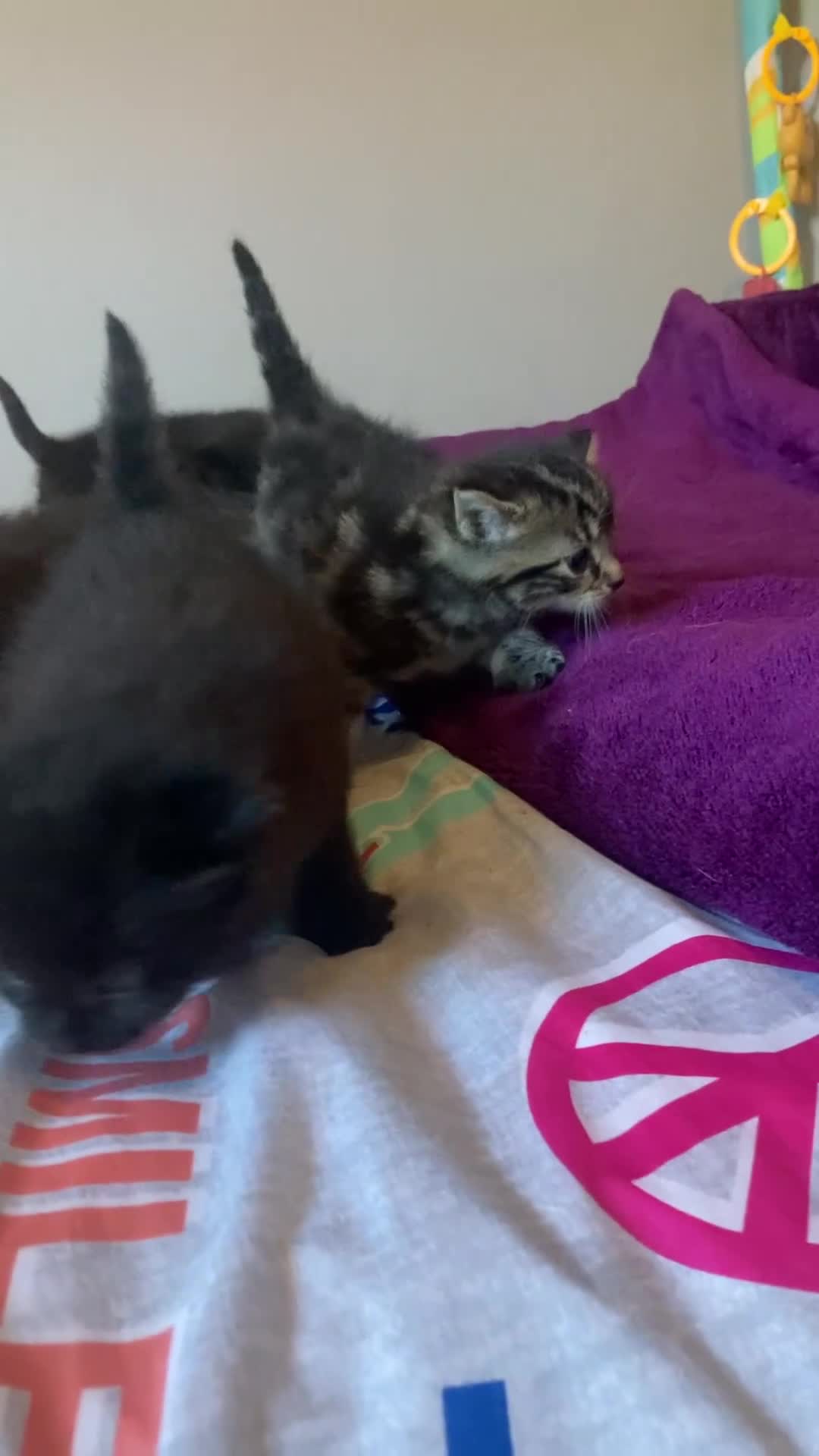 Mixed Breed cats for sale: Beautiful family friendly kittens - Video 1