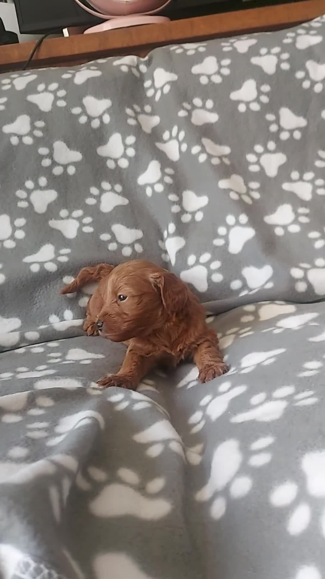 Cockapoo dogs for sale: ONLY ONE DARK BROWN FEMALE LEFT - Video 1