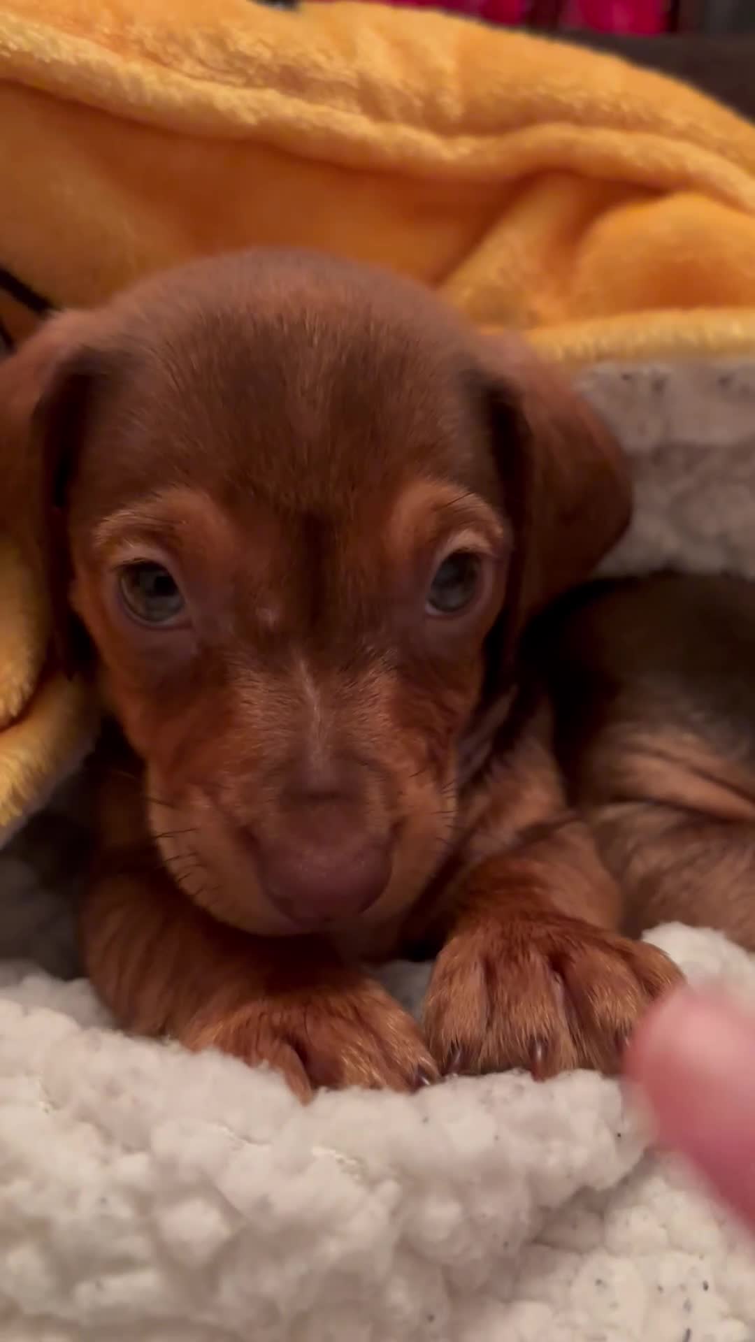 Dachshund dogs for sale: Dachshund choc-based-red puppies available now!! - Video 5