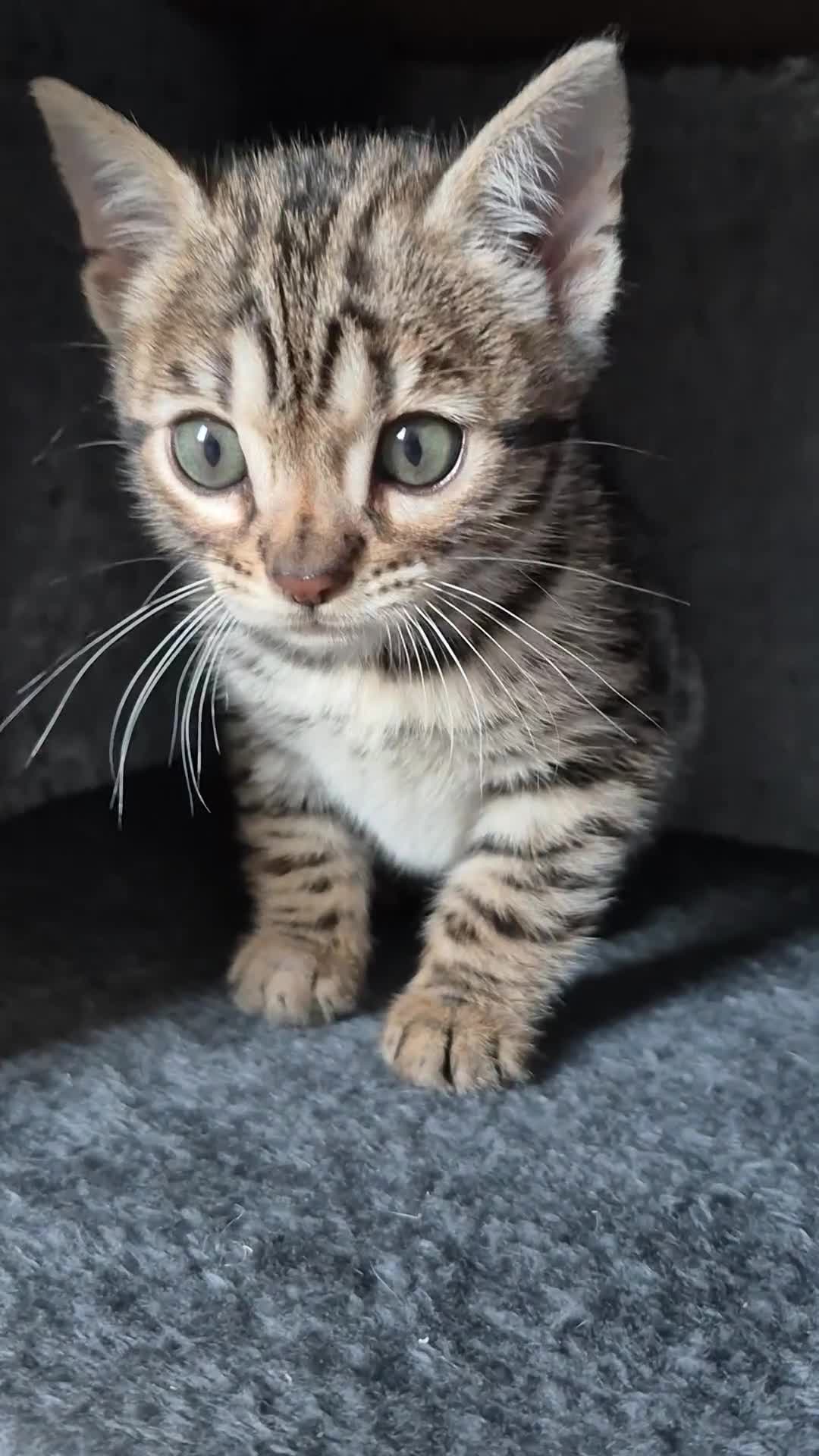 Bengal cats for sale: Stunning 5th generation bengal kitten - Video 2