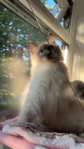 Ragdoll cats for sale: Our Lovely Girl – Looking for a Forever Home - Video 1