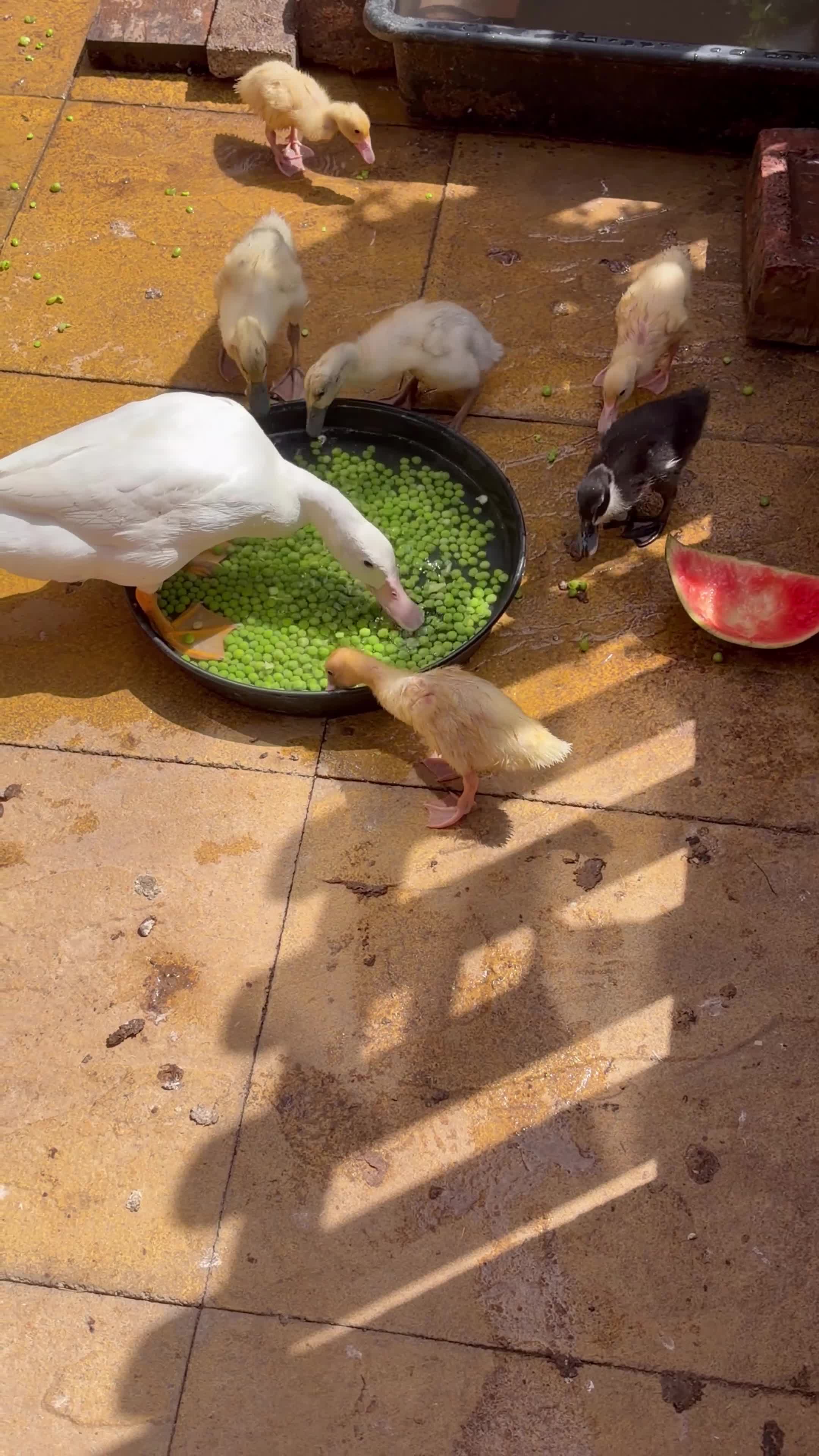 Ducks poultry for sale: Ducklings  - Video 1