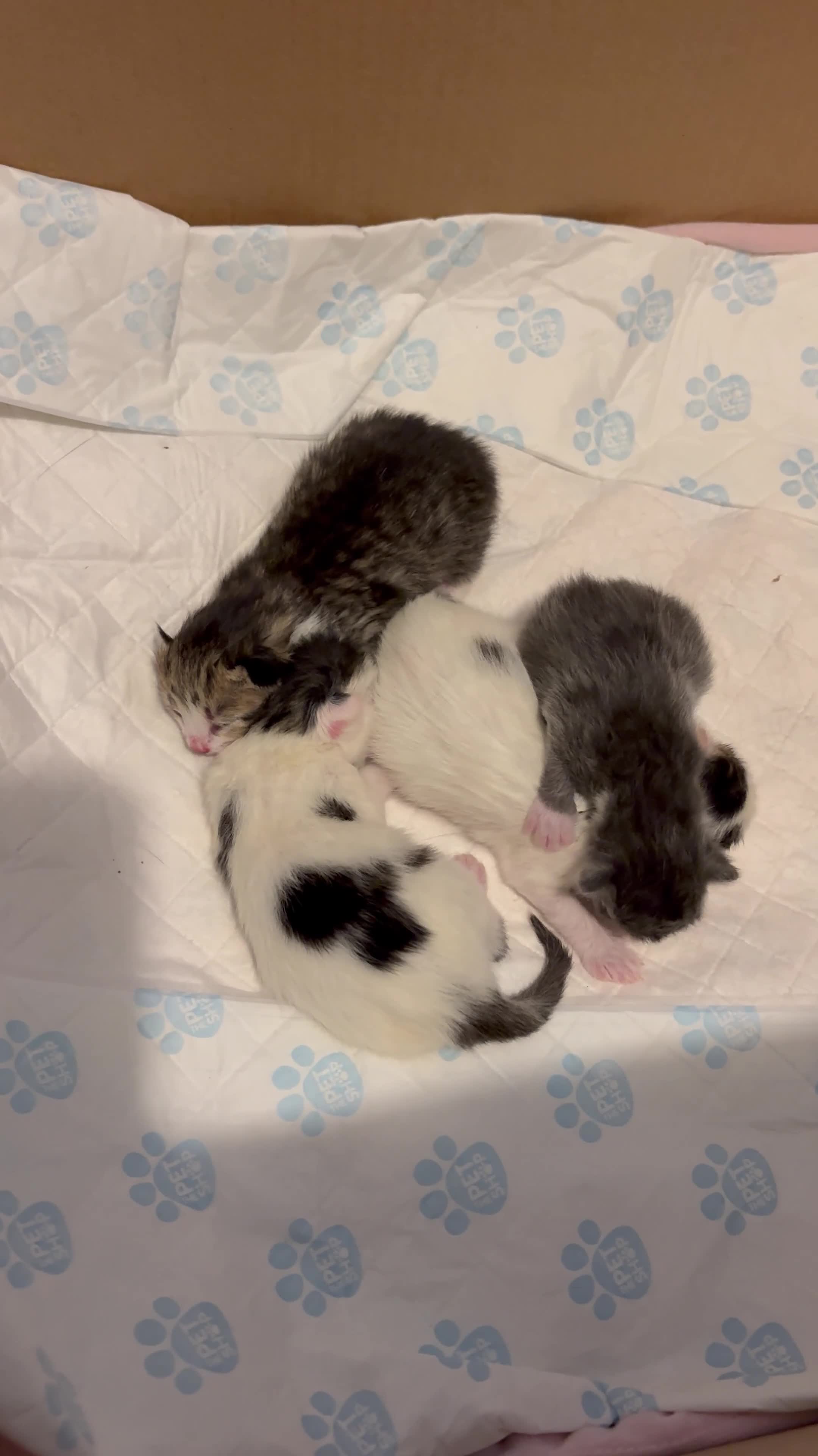 Domestic Shorthair cats for sale: Beautiful Domestic Shorthair x Tabby Kitten in Birmingham - Video 1