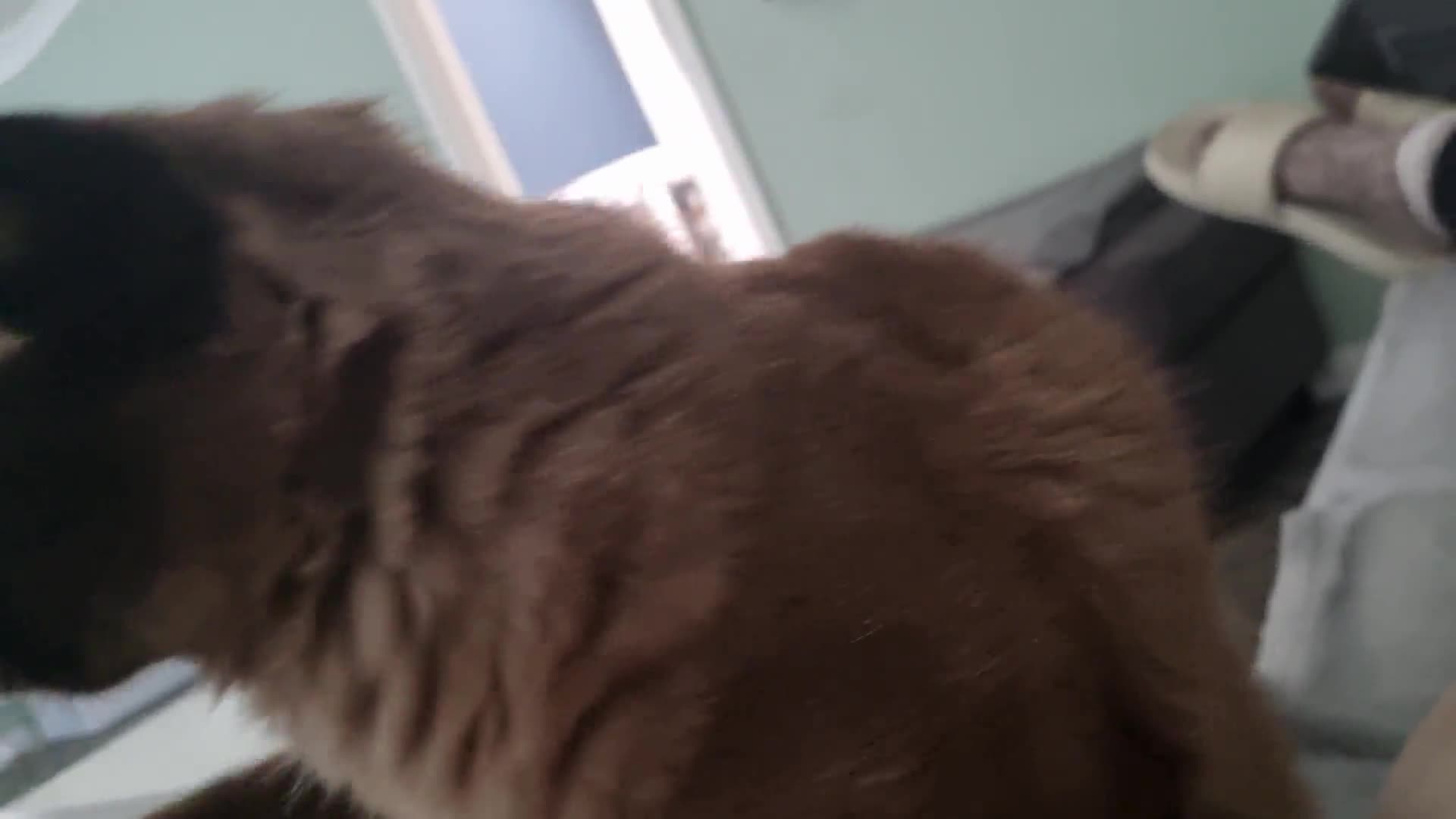 Ragdoll cats for stud: Proven Seal Sepia Stud Genetically Tested 🐾 in London - Video 2