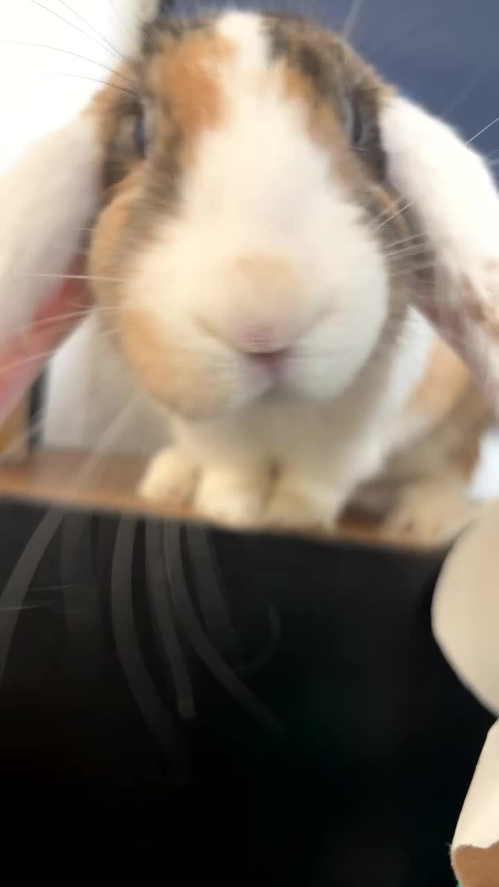 Mixed Breed rabbits for sale: 9 month old rabbit  - Video 3