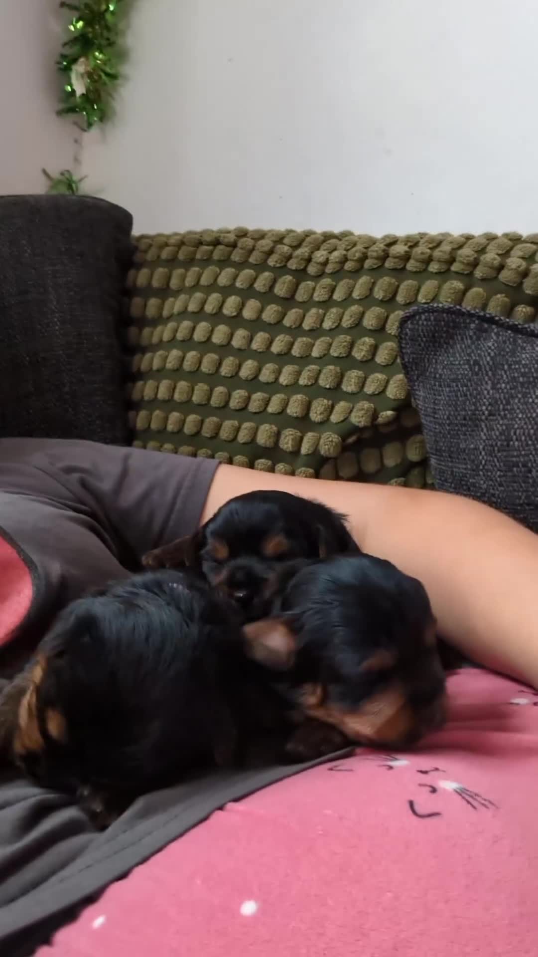 Yorkshire Terrier dogs for sale: Beautiful Yorkshire terrier puppies  - Video 1