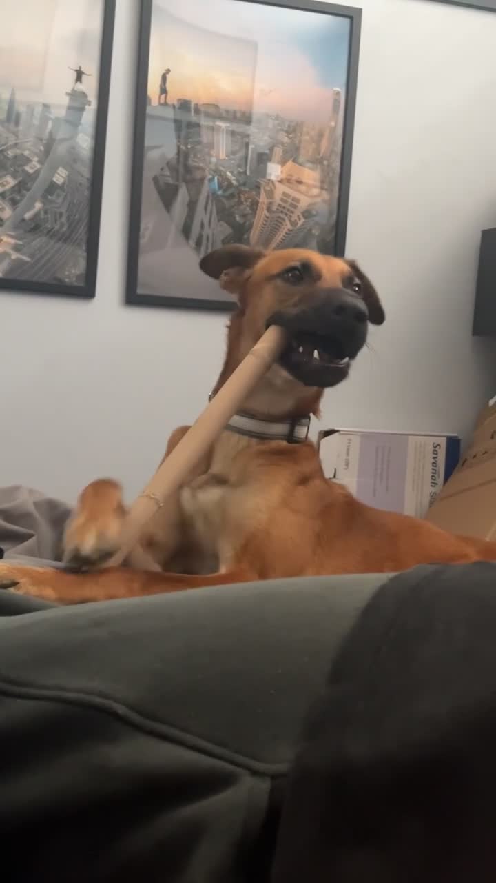 Mixed Breed dogs for sale: Chester (German shepherd mix) in Cannock - Video 2