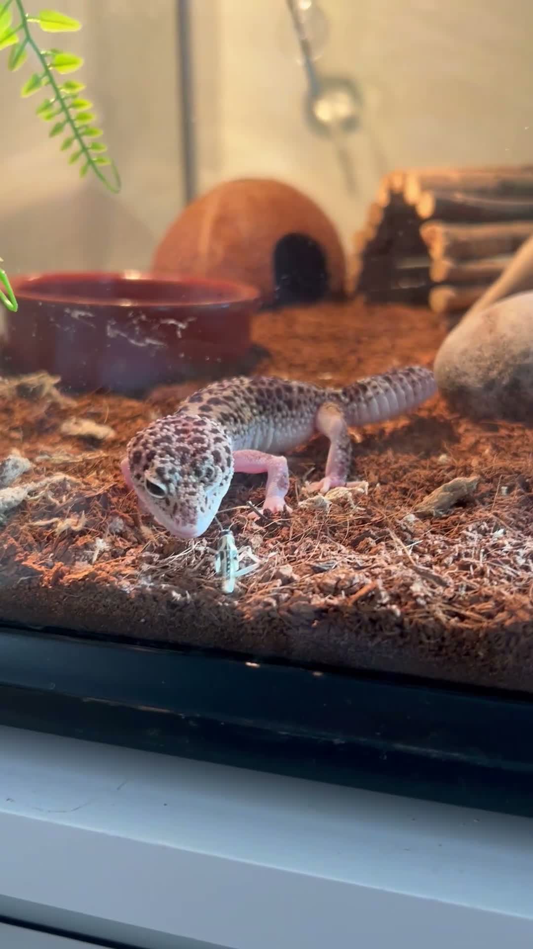 Leopard Gecko reptiles for sale: Leopard geko - Video 1