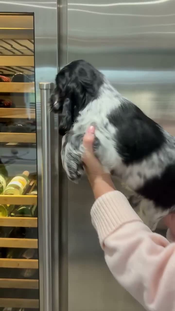 Cocker Spaniel dogs for sale: Extensively health tested show cocker spaniel pups - Video 2