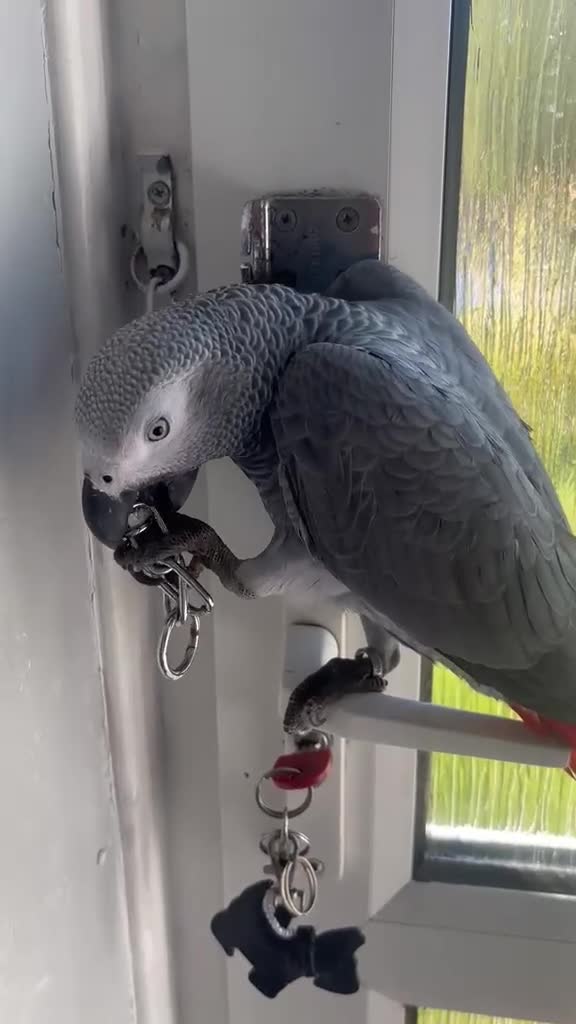 Parrots birds for sale: Hand reared 10 month old female African grey - Video 1
