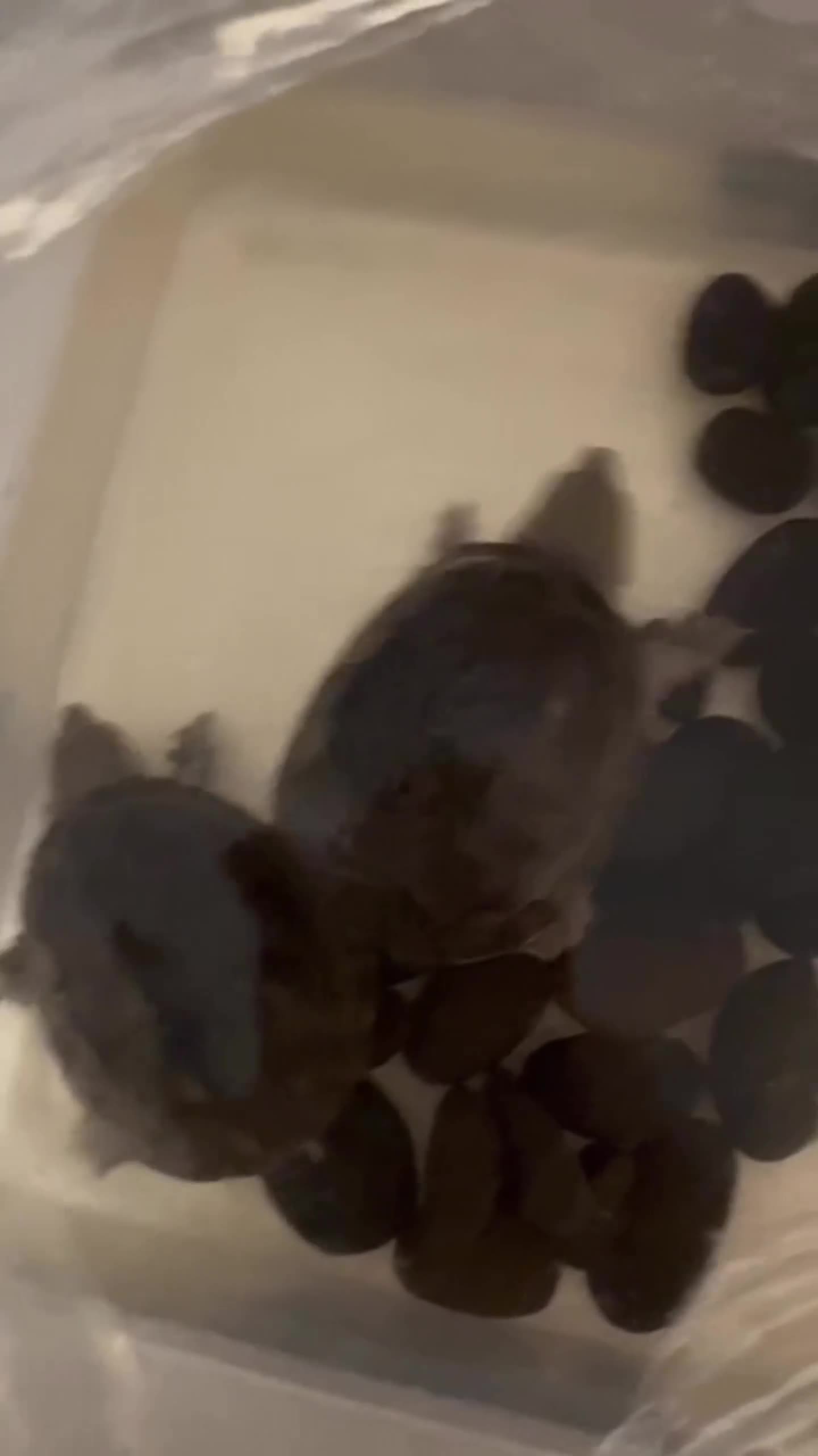 Turtle reptiles for sale: 2 x musk turtles with full set up  in Walton-on-Thames - Video 1